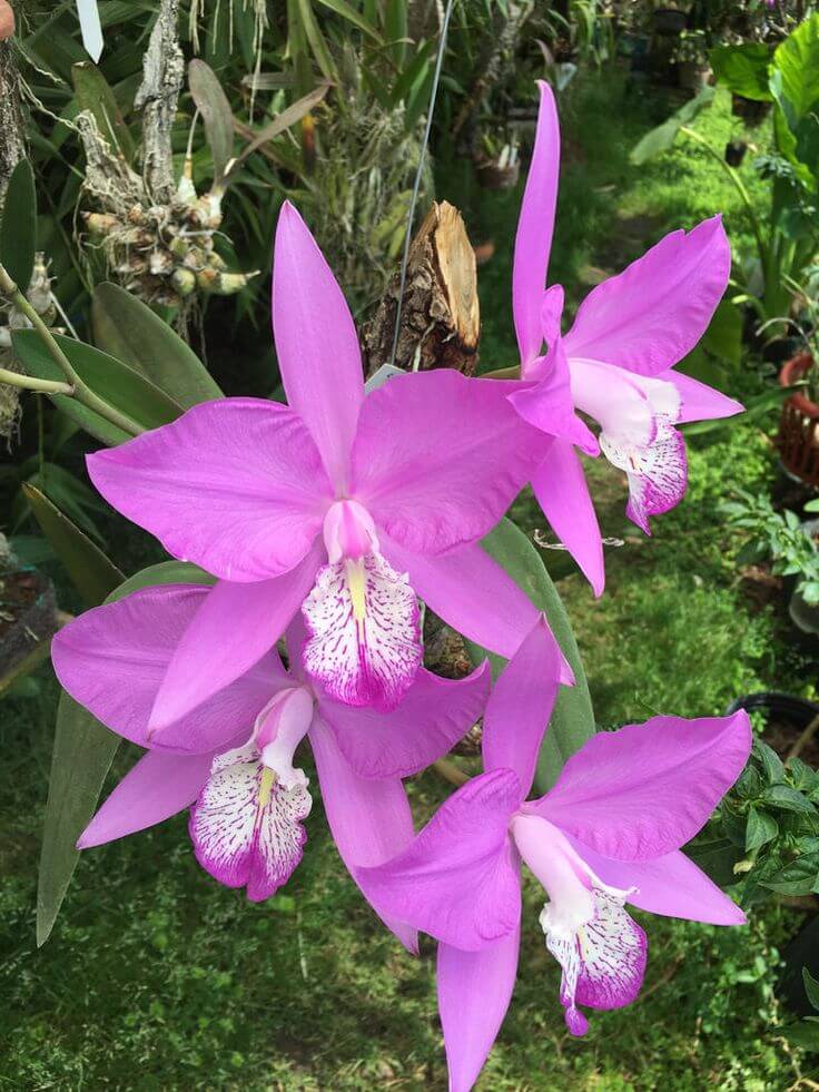 Laelia majale